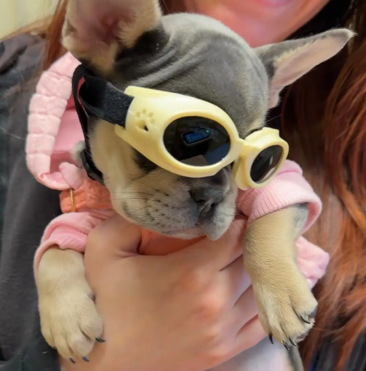 Puppy Wearing Goggles for Laser Therapy