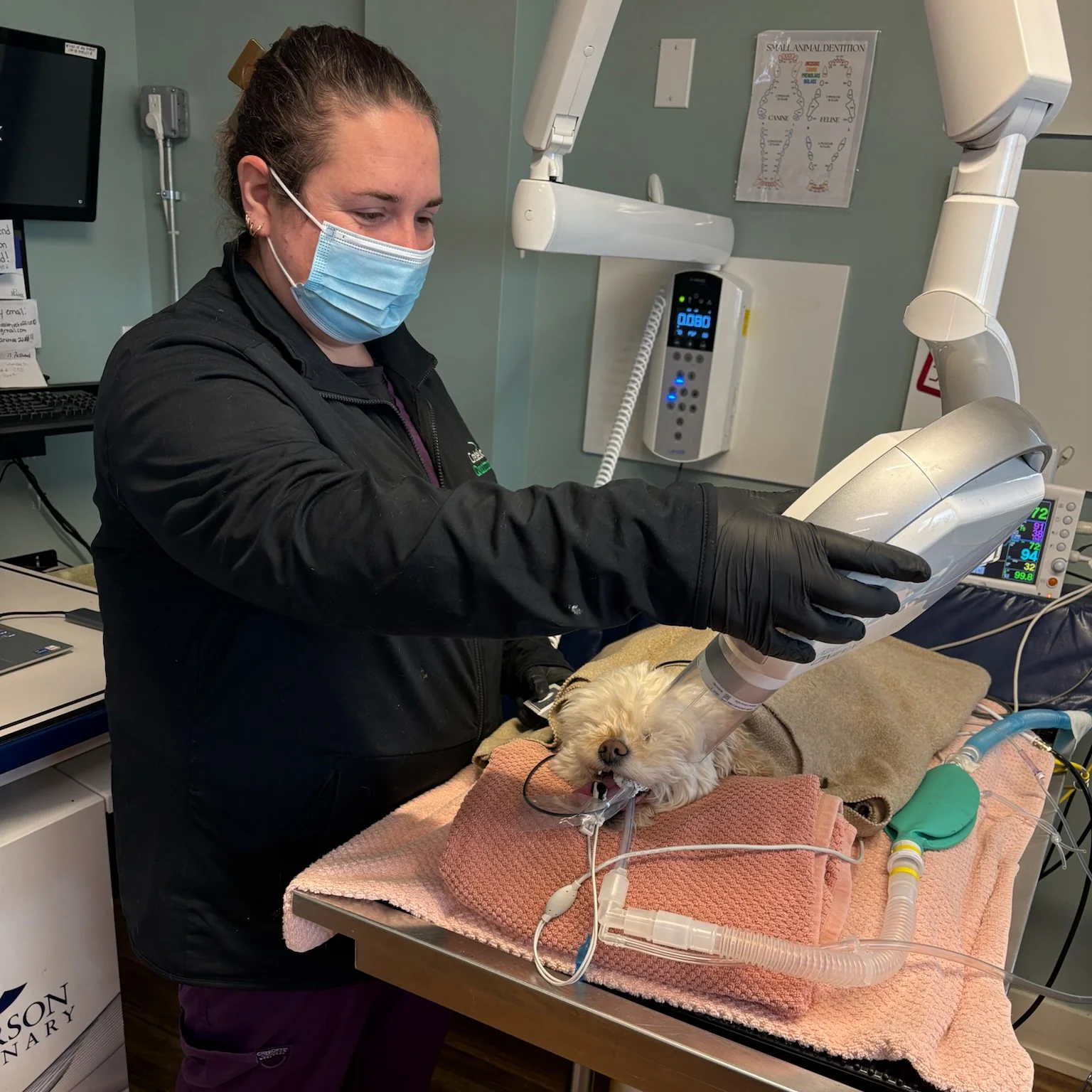 Corinne Performing Dental X-rays