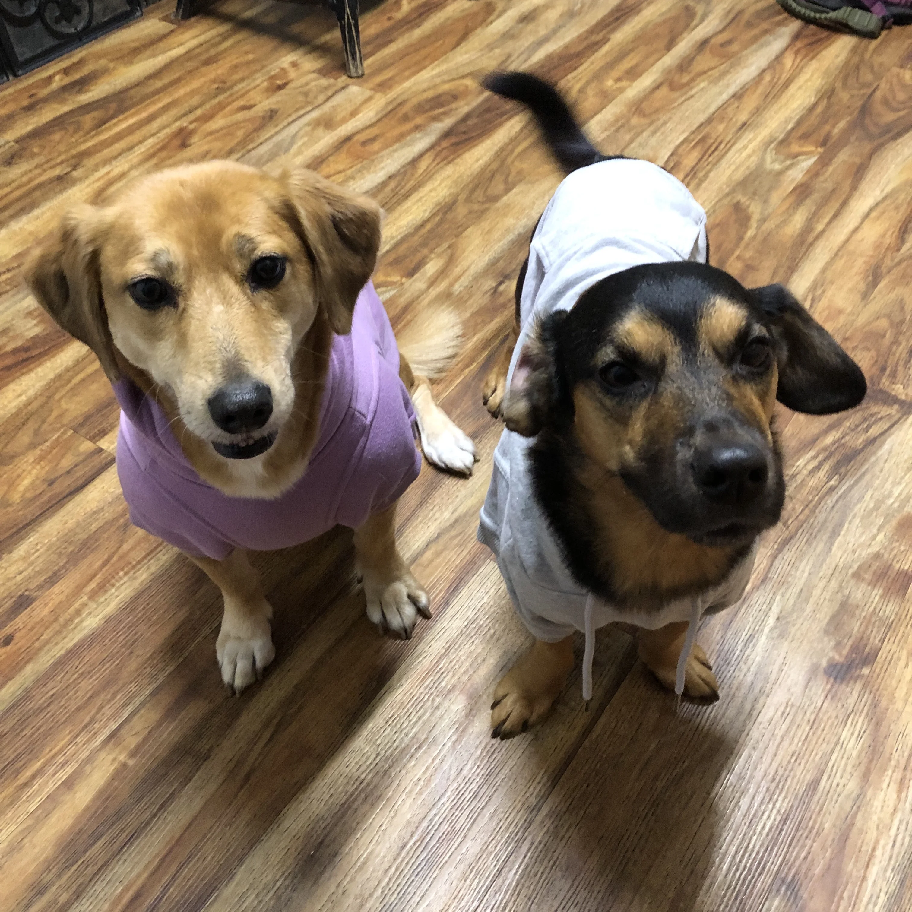 Two Small Dogs