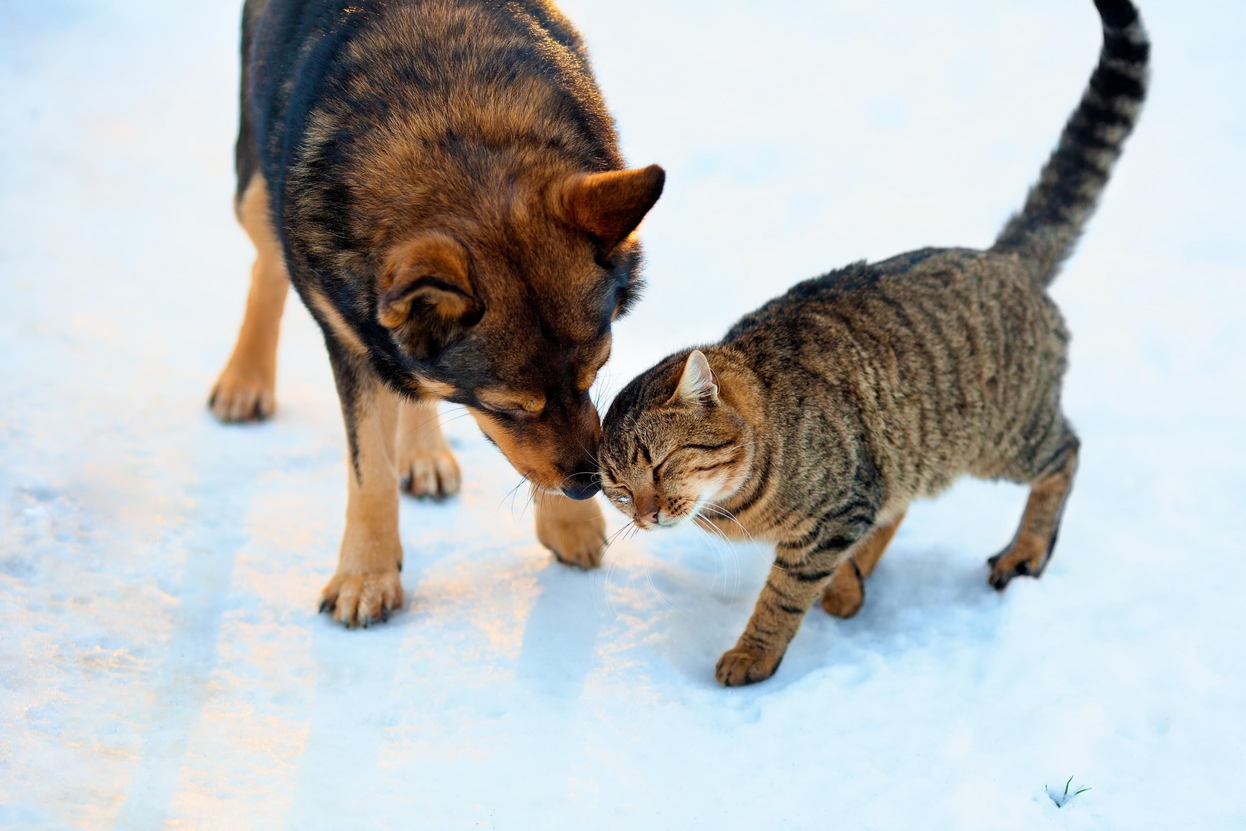 Cat Rubbing Against Dog in Snow