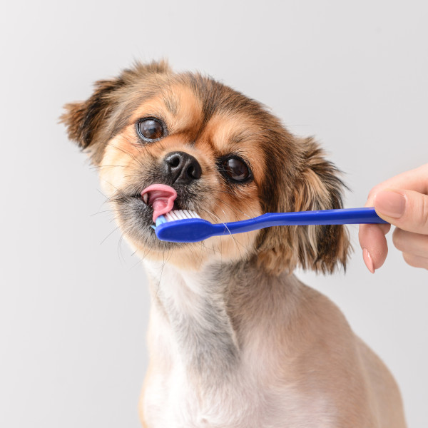 Dog with Toothbrush